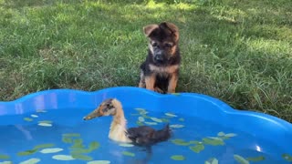 German Shepherd Puppy Meets Baby Duckling for the First Time
