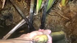 #Shorts​​​​​ Unique Fishing 🧐 Catching Yellow Monster Eel Fish From Under Deep Mud #22