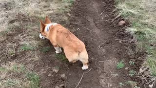 Loki Another Day on the Trail