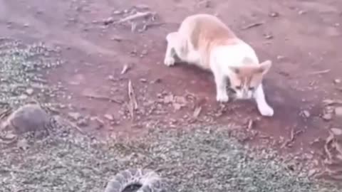 😂😂 Funny Animal Videsi 🤣🤣