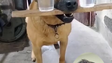 Perro es un genio