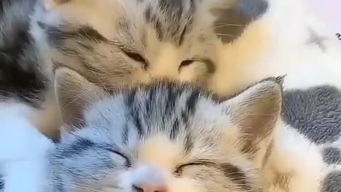Filhotinhos de Gatos com sono muito Fofo