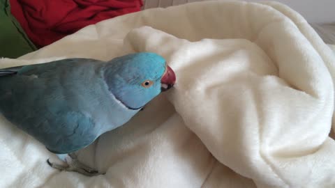 Lazy parrot doesn't want to get out of bed