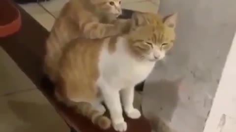 SUPER CUTE CAT doing massage!! IMPOSSIBLE not to find it cute!!!