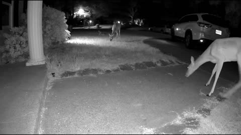 Whitetail deer in my Cypress (Houston) neighborhood - Cam5 - 8/18/23