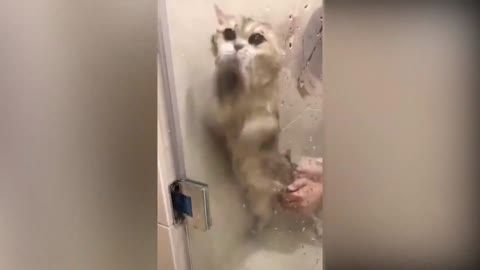 Cute Cat Doesn't want to have a bath! Tries to break the glass!