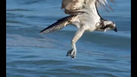 Insane thieving pelican steals fish from osprey