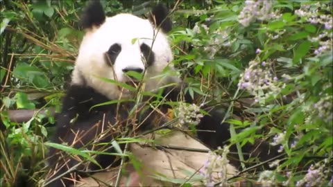 Cute panda video