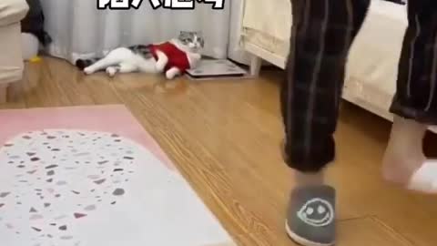 Funny cat 🐈 acting like owner🤣🤣🤣