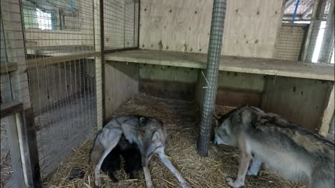 Cute Wolf Pups Suckling