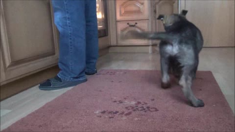 German Shepherd puppy and his toy