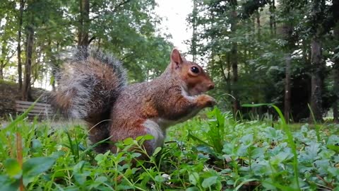 Squirrel cute eat