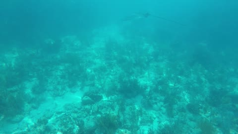 Eagle Ray in Fl