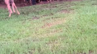 Poodle makes Malinois play with him