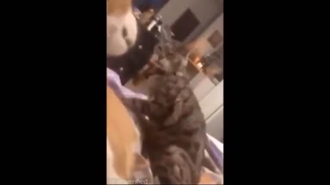 Funny cat with scared facial expression