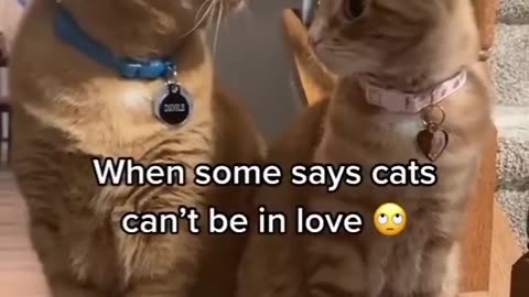 Funny and Cute Cats Video #81