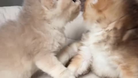 Cute playing cats