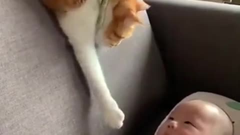 Cat tries to reach out baby's hand