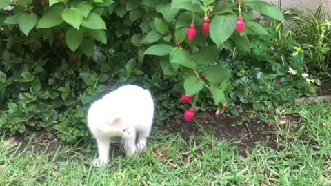 funny cat video | cat picking up roses😅😅