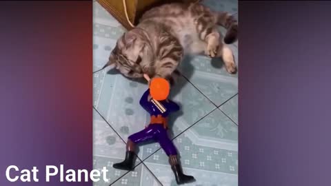 Funniest Cute Cat Videos You Must See To Cheer Up Your Mood