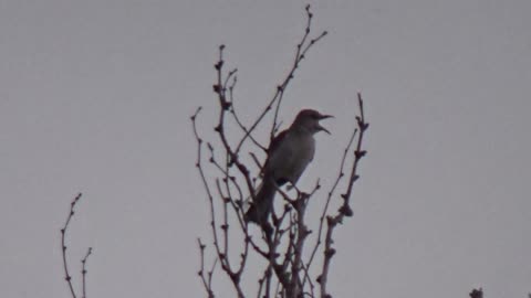 Texas state bird