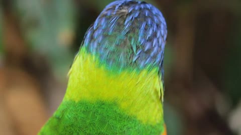 Parrot Colour ❤ Awsome