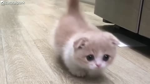 Gatinho bonito ♥ este gatinho Munchkin vai derreter seu coração com fofura