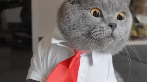 Clever cat video