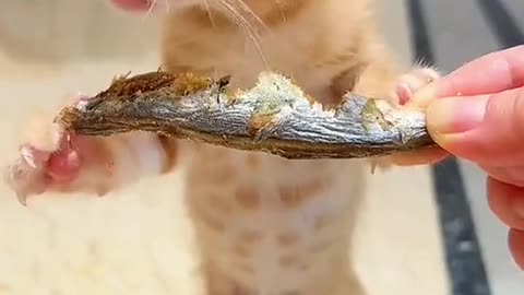 A kitten eating dried fish