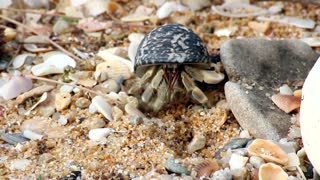 Hermit Crab washed away on shore sand