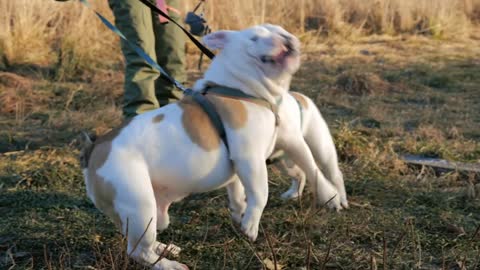 Two cute english bulldogs playing outside at sunny autumn day