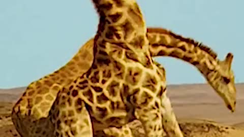 Giraffes fighting | giraffes battles!