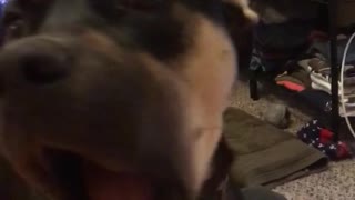 Brown and black dog howls because he wants his dinner