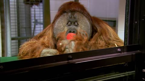 Unbelievable Orangutan understands 72 words! | Extraordinary Animals | Earth