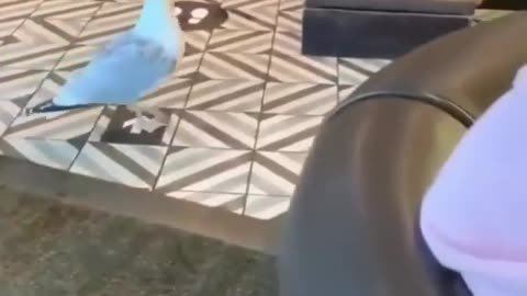 Unbelievable bird stealing food from the store