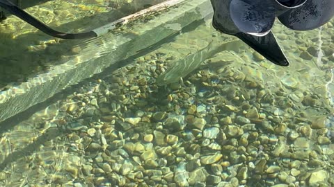 Billy the Bass at Spawn Nest on Elk Lake