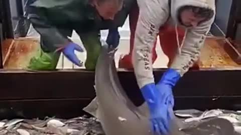Shark viral video