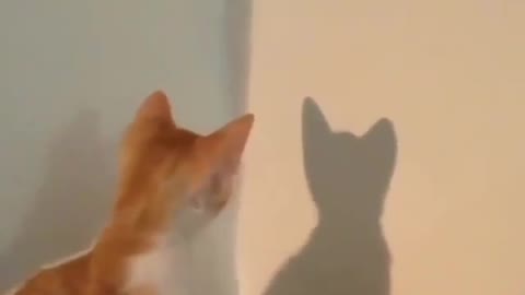 strange cat plays with her shadow