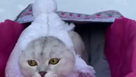 Cute cat going out ski snow time, funny videos ,cute animals, compilations #short 6