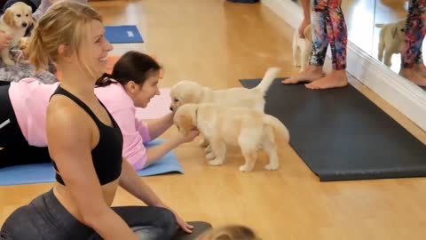 Dog practicing yoga and owner teaches how to do it.