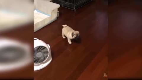 the funniest pug🤣