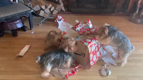 Yorkies get early Christmas present and Rip it apart