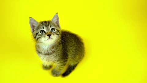 Cat Kitten Feline Cute Animal Mammal AdorableCat Kitten Feline Cute Animal Mammal Adorable