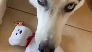 Husky Destroys $100,000 BEANIE BABY!!!