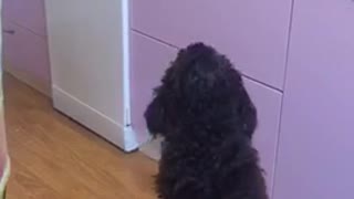 dog wants to eat