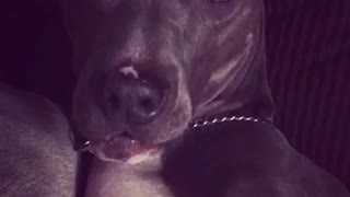 Pitbull doesn't want to go to bed