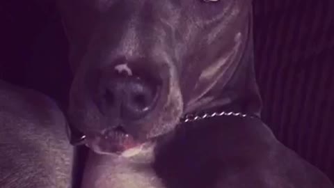 Pitbull doesn't want to go to bed