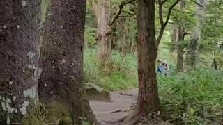 A walk in nature, Kamikochi, Nagano