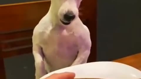 Dog getting angry after getting small burger