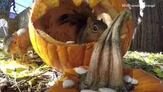 Squirrels playing inside of a pumpkin